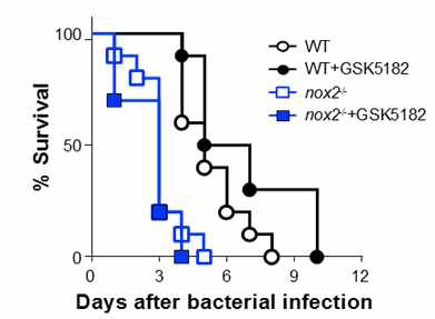 살모넬라 감염 후 NOX2 결손 마우스의 생존율 분석