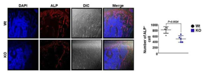 Prdx5 결손마우스 모델의 조직 염색 분석 (ALP)