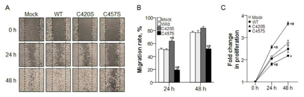 플라코글로빈 단백질 변형이 암세포 증식 및 이동능에 미치는 효과 A. cell migration assay B. migration ratio C. cell proliferation rate