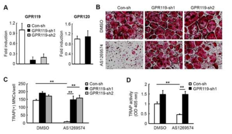 ShRNA-GPR119로 knockdown에 의한 파골세포 분화 촉진
