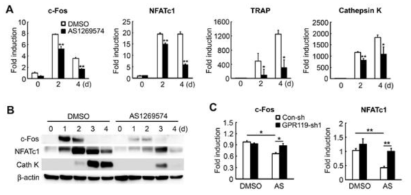 GPR119의 agonist 인 AS1269574에 의한 파골세포 표지자 발현변화