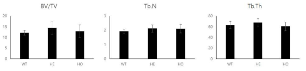 Bioquant를 이용한 골량 분석