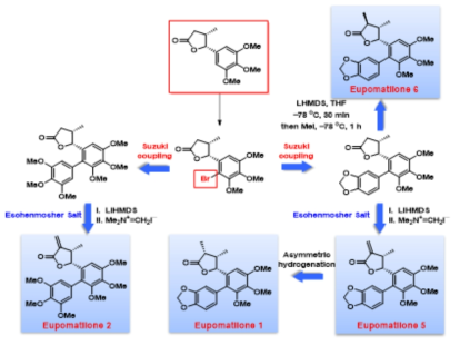 Stereodivergent Total Synthesis of Eupomatilone 1,2,5,6