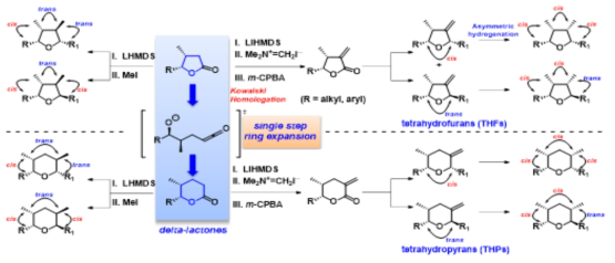 A. 2,5-cis/trans THF 의 합성 연구. B. gamma-락톤의 THFs 으로의 변환과 4가지 광학 이성질체 합성. C. Hofmann rearrangement의 탄소 유사체 반응을 통한 delta-락톤 합성 및 이의 THPs 구조로의 효율적 변환과 이의 광학 이성질체 합성 연구