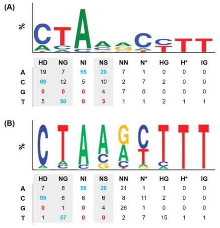 TALE 단백질 내 다양한 RVD와 DNA 염기서열에 대한 결합 빈도수. (A) 기존 실험 문헌 [Boch et al., Science 2009; 326]에서 발췌한 결합 경향성. (B) 기존 실험 문헌 [Moscou et al., Science 2009; 326]과 [Bogdanove et al., Science 2011; 333]에서 발췌한 결합 경향성. 가장 빈도수가 높은 염기서열은 청색으로, 빈도수가 낮은 염기서열은 적색으로 표기함