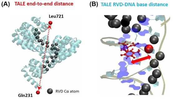 TALE 단백질에 대한 구조적 평가 지표. (A) TALE 단백질의 종단 간 거리 및 (B) TALE RVD -DNA 염기서열 간의 평균 거리로부터 해당 TALE 단백질의 나선형을 이루는 정도를 측정함
