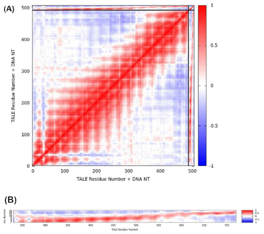 std2에 대한 동적 상관관계 (DCC) 지도. (A) DCC 지도의 축에 TALE residue가 Gln231부터 Leu721까지, 그리고 DNA 염기가 1번부터 17번까지 차례로 대응되어있음. 빨강/파랑 색상은 양/음의 상관관계를 표현함. (B) (A)에서 비대각원소 영역만을 추출하여 확대한 지도