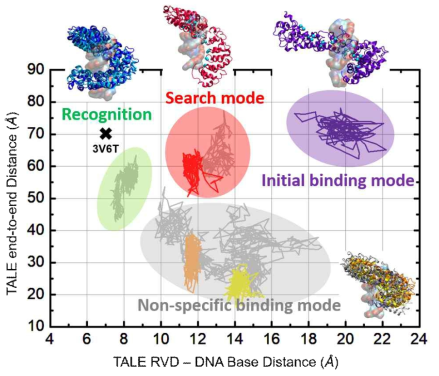 TALE 단백질 상태 간의 전이. 충분한 분자 동역학 시뮬레이션으로 얻어진 인식(recognition), 탐색(search), 초기 결합(initial binding), 비특이적 결합(nonspecific binding) 상태