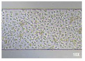 돼지의 혈관내피세포가 분주되어 있는 microplate 위에 면역세포 flow를 주어 면역반응 유도 (동영상)