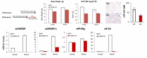 ChREBP KO쥐의 지방조직의 무게 및 지방세포 크기와 유전자 발현