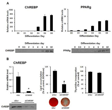 3T3L1 세포 분화 과정 중 ChREBP의 발현 양상 및 ChREBP siRNA에 의한 지방세포로의 분화