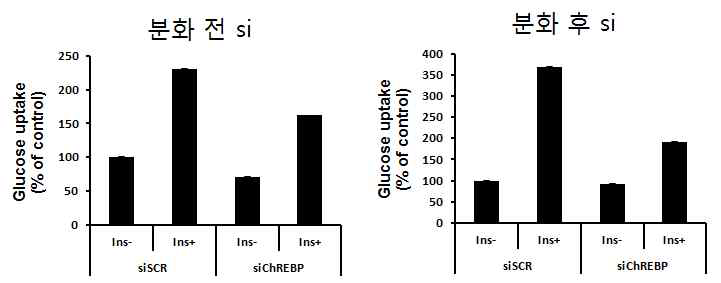 분화 전과 분화 후 ChREBP siRNA를 처리하여 포도당 uptake를 측정