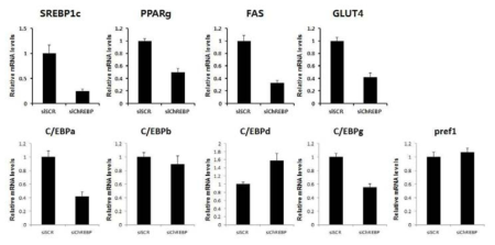 ChREBP siRNA 처리에 의한 지방세포 분화인자 발현 및 Glut4 발현 변화