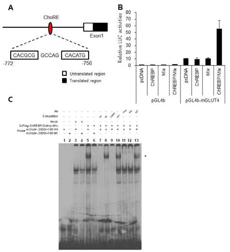 Glut4 promoter의 ChoRE, promoter analysis, gel shift assay 결과