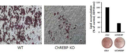 ChREBP KO의 MEF를 분리하여 지방세포 분화 측정