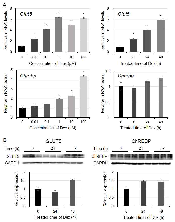 Dexamethasone을 농도별, 시간별 처리한 후 GLUT5와 ChREBP의 mRNA와 단백질 양 변화