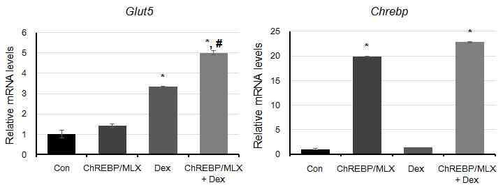 ChREBP 과발현 및 dexamethasone 처리에 의한 Glut5 mRNA 발현 변화