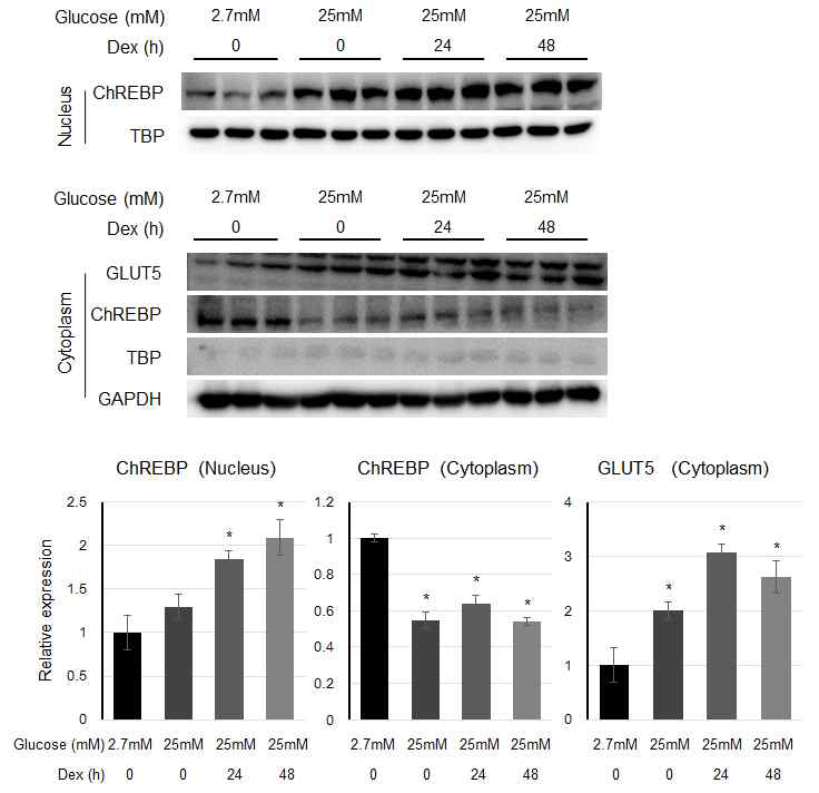 포도당 및 dexamethasone에 의한 핵과 세포질에서 ChREBP와 GLUT5의 단백질 발현 변화
