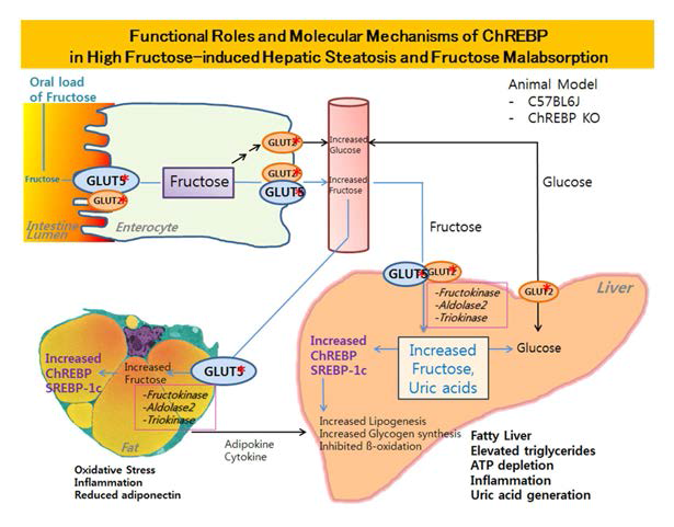 정상쥐와 ChREBP KO쥐에 과당을 주어 지방간을 유발하고, a. 간과 지방조직에서 대사이상 관찰, b. 과당에 의한 지방간유발에 관여하는 타겟 발굴, c. 타겟유전자의 발현 및 기능 연구, d. ChREBP KO 쥐의 과당 불내성에 작용하는 기전을 규명하고자 함. 과당수용체(*), 과당 대사에 관여하는 효소(ㅁ)