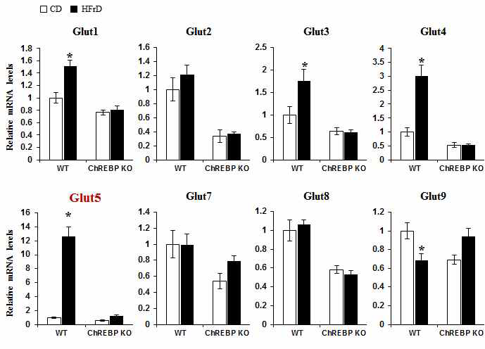 소장에서 Glucose transporters의 유전자 발현에 대한 과당과 ChREBP 유전자 발현 유무와의 관계