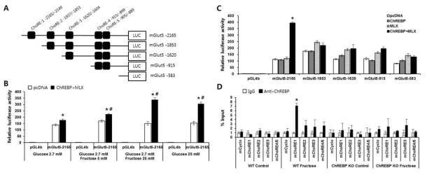 ChREBP에 의한 Glut5 promoter의 활성 조절 결정 및 Glut5 ChoRE1에 직접적으로 결합함을 ChIP-qPCR로 결정