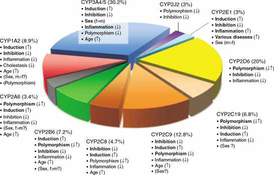 유전적 다형성 CYP isoform