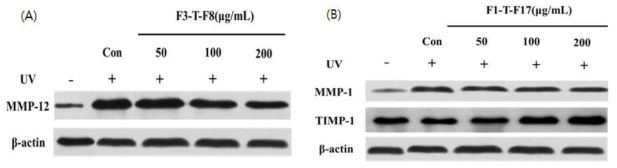 Western blot analysis of MMPs and TIMP-1 protein expression in CCD-986SK fibroblast cell after treatment of F3-T-F8 (A) and F1-T-F17 (B) for 1 h and stimulated by UV for 24 h. Expression of β-actin protein was the control for normalization of MMPs and TIMP-1 protein