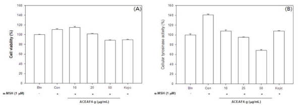 Effects of EA-F4-g on cell viability of B16F10 melanoma cells. Cells were exposed to 1 μ M α-MSH in the presence of 10, 25, 50 μg/mL EA-F4-g or 1 mg/mL kojic acid (kojic) was used as a positive control for tyrosinase inhibition at concentration 100 μg/mL. Cell viability was determined by MTT assay after 48 h (A). Effect on EA-F4-g on cellular tyrosinase activity in B16F10 melanoma cells. Cells were exposed to 1 μM α-MSH in the presence of 10, 25, 50 μg/mL EA-F4-g or 1 mg/mL kojic acid (kojic) of tyrosinase inhibitor. Each percentage value for the treated cells is reported relative to that in the control cells (B)