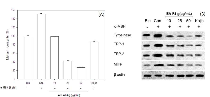 Inhibitory effect on EA-F4-g on cellular melanogenesis in B16F10 melanoma cells. Cells were exposed to 1 μM α-MSH in the presence of 10, 25, 50 μg/mL EA-F4-g or 1 mg/mL kojic acid (kojic) of tyrosinase inhibitor. Each percentage value for the treated cells is reported relative to that in the control cells (A). Effect of EA-F4-g on protein expression level of tyrosinase, TRP-1, TRP-2 and MITF in B16F10 melanoma cells stimulated with α-MSH (1 μM). Cells were pretreated with different concentrations of EA-F4-g and kojic acid concentration (1 mg/mL) for 72 h. β-actin was used as an internal standard (B)