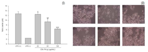 Inhibition of nitric oxide production by EA-F5-g in LPS stimulated Raw 264.7 cell. Values are mean ± S.D, n=3. *significant difference (P<0.05) from control (I). Morphological change in Raw 264.7 cells. Morphology of Raw 264.7 cell visualized by optical microscopy (x400). The cells were pretreated with EA-F5-g before incubation with LPS for 72h. (A) LPS (-) (B) LPS (+) (C) LPS-treated with EA-F5-g 10 μg/mL (D) 25 μg/mL (E) 50 μg/mL (F) 100 μg/mL (II)