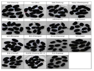 Pictures of mulberry samples