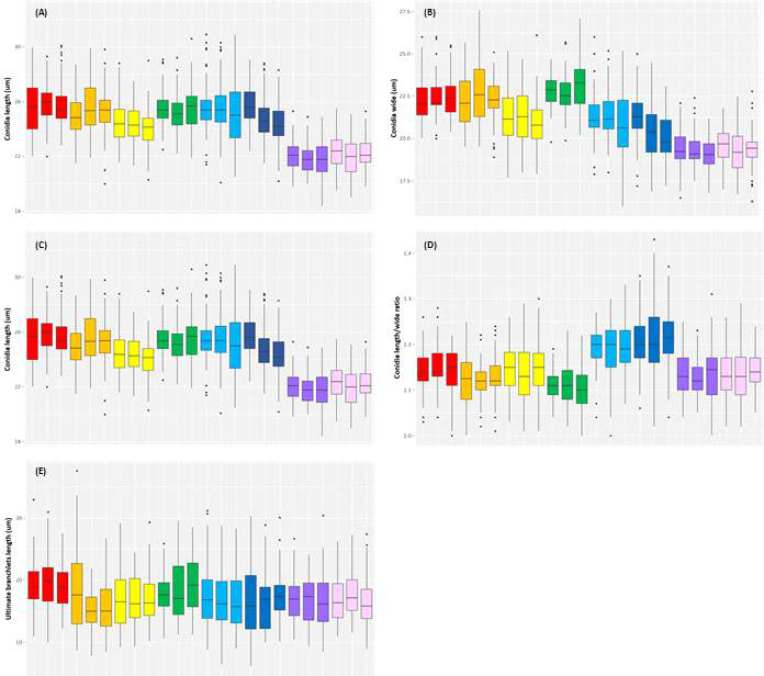 One-way ANOVA of morphological characteristics in Hyaloperonospora brassicae complex (P < 0.05). Box-plots of conidia length (A), conidia wide (B), conidia length/wide ratio (C), conidiophores length (D) and ultimate branchlets (E). Principal component analysis of conidia size and l/w ratio (F)