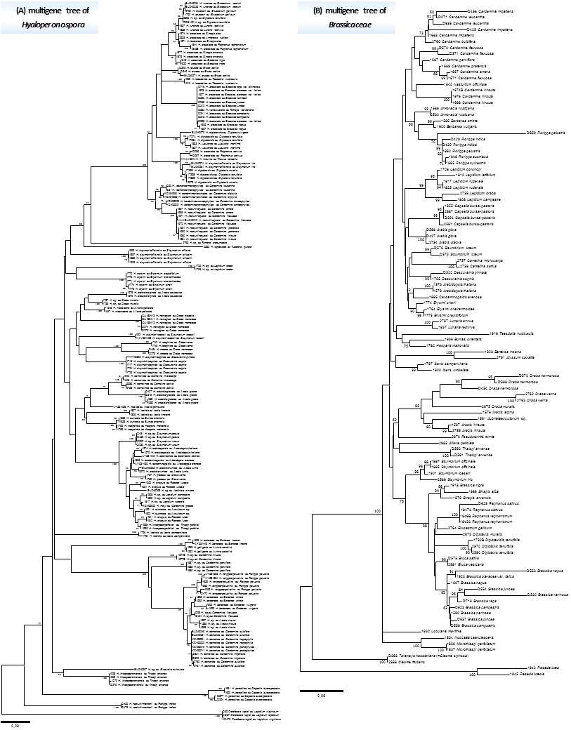 Minimum evolution trees of Hyaloperonospora and Brassicaceae species, based on multigene sequences, with support values in maximum likelihood inference. Bootstrapping support values (minimum evolution/maximum likelihood) higher than 60% are given above/below the branches. The specimens collected in Korea are shown in bold, and previously unknown species in Korea were highlighted in the colored boxes. The scale bar equals the number of nucleotide substitutions per site