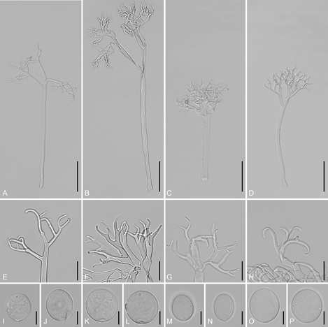 Morphological characteristics of four Hyaloperonospora species; H. arabidis-glabrae ex Arabis glabra (in the first column or the left), H. nasturtii-montani ex Rorippa indica (second), H. nasturtii palustris ex Rorippa palustris (third), and Hyaloperonospora sp. [Peronospora cf. cleomes] ex Tarenaya hassleriana(fourth). A-D, Conidiophores; E–H, Ultimate branchlets; I–P, Conidia. Sources: KZITFG0000000009 (KUS-F25778) for H. arabidis-glabrae, KZITFG0000000024 (KUS-F22396) for H. nasturtii-montani, KZITFG0000000006 (KUS-F23085) for H. nasturtii-palustris, and KZITFG0000000010 (KUS-F25462) for H. sp. [Peronospora cf. cleomes] (scale bars: A–D = 100 μm, E–P = 10 μm)