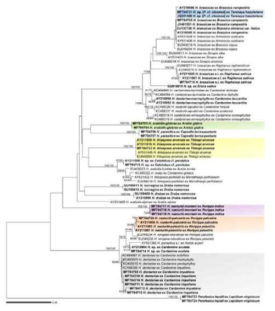 Minimum evolution tree based on the internal transcribed spacer rDNA sequences, with support values in maximum likelihood inference. Bootstrapping support values (minimum evolution/maximum likelihood) higher than 60% are given above/below the branches. The specimens collected in Korea are shown in bold, and previously unknown species in Korea were highlighted in the colored boxes. The scale bar equals the number of nucleotide substitutions per site