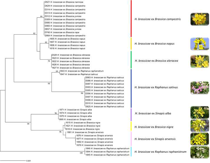 Minimum evolution tree based on the multigene (LSU, btubulin, ypt, cox1, cox2, nad1, rps) sequences. Bootstrapping values higher than 60% are given above the branches. The scale bar equals the number of nucleotide substitutions per site