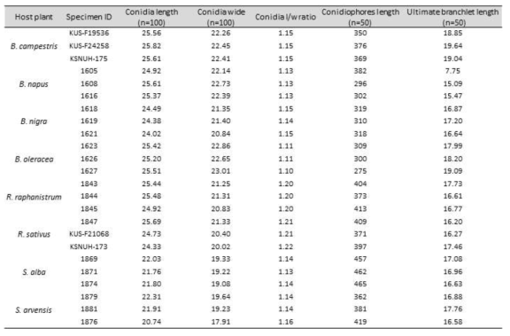 Average measurements of morphological characteristics in Hyaloperonospora brassicae complex