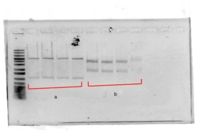 수소생산 효소의 DNA 전기영동 결과