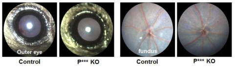 P*** KO 마우스의 시각 일차 표현형분석 결과 (외안부 & Fundus image)