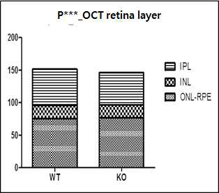 P*** KO의 retina layer ratio