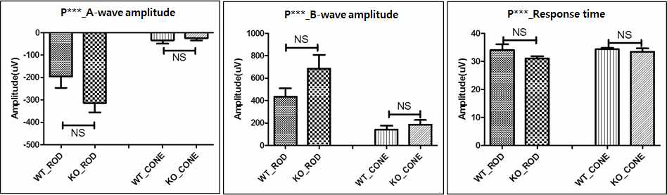 P*** KO의 electroretinography 분석: a-, b-wave, response time