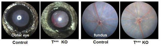 T*** KO 마우스의 시각기 일차 표현형분석 결과 (외안부/Fundus image)