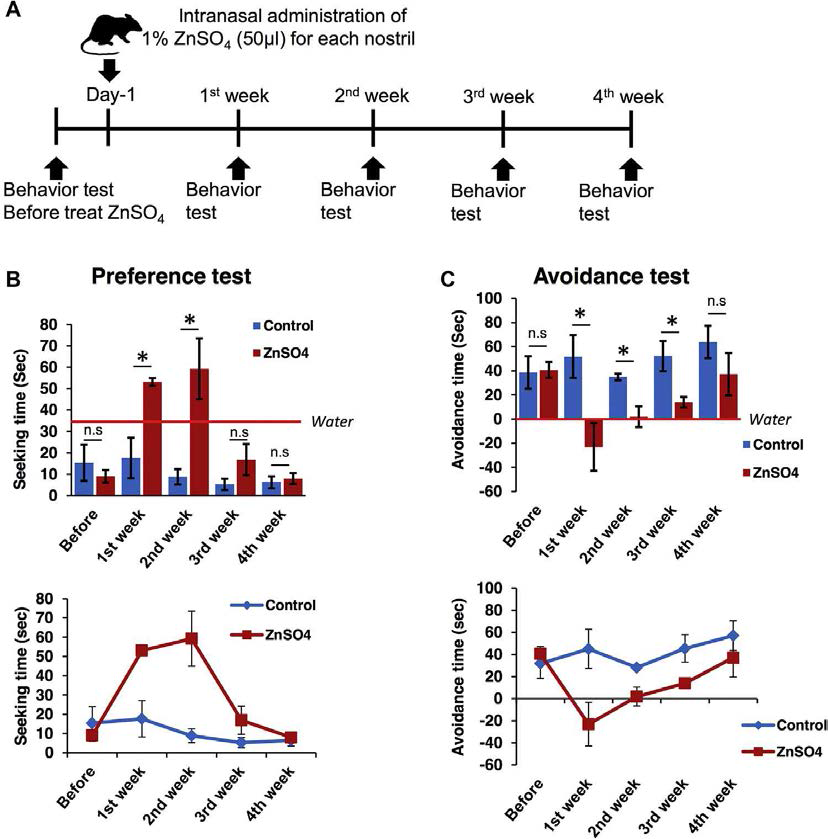 Olfactory behavior tests in an anosmia mouse model