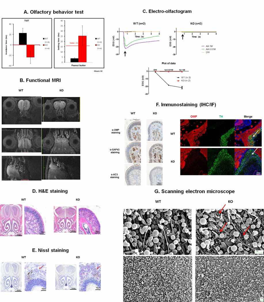 Olfactory phenotyping of P**** KO mice