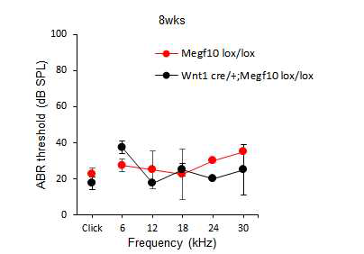 Wnt1-cre specific하게 Megf10을 결손시킨 마우스의 ABR 청력역치변화 그래프
