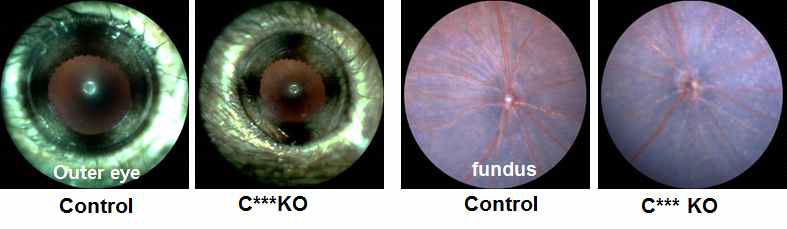 C*** KO 마우스의 시각기 일차 표현형분석 결과 (외안부/Fundus image)