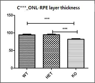 C*** 마우스의 그룹별 ONL-RPE thickness