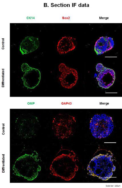 Olfactory organoid microscope data