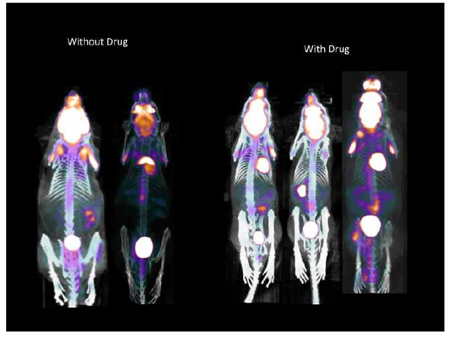 p53 mutated 마우스의 대장암 약물 치료 평가