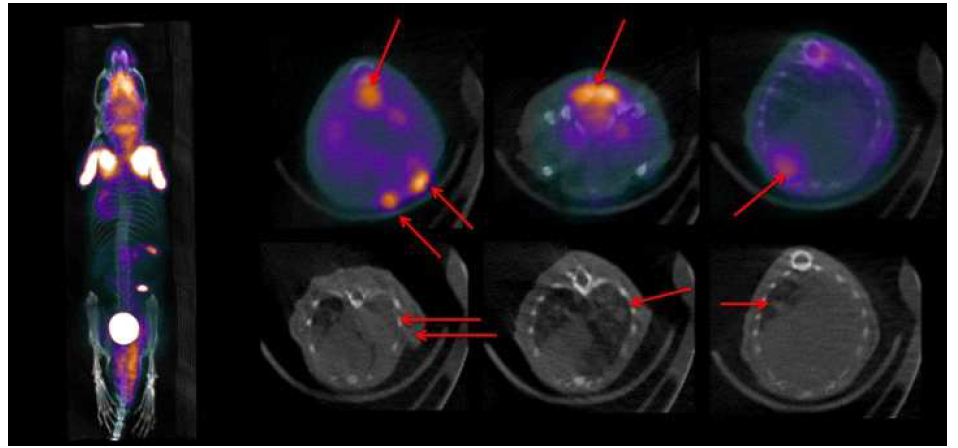 EGFR mutated KI 마우스에서 폐암 및 전이 발생